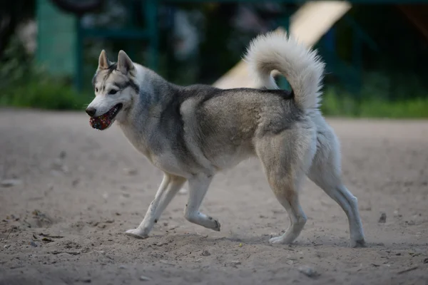 Graue Hunderasse sibirischer Husky spielt mit einem Ball — Stockfoto