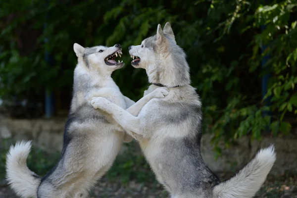 Scramble dos perros - contendientes iguales —  Fotos de Stock