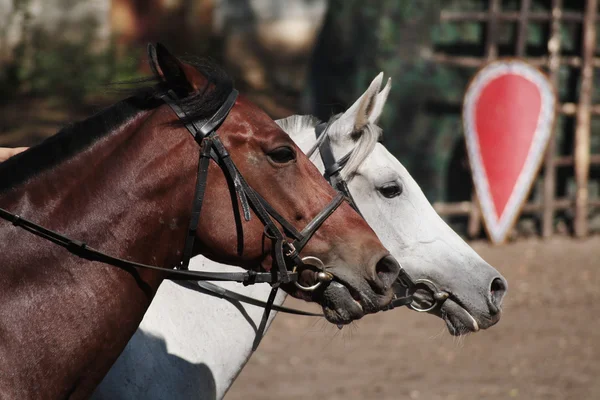 2 頭の馬の頭 — ストック写真