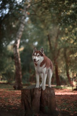 Güzel dişi köpek Husky sonbaharda kütüğün üzerinde duruyor. Kahverengi yün harika bir sonbahar tilkisi gibi görünüyor. İtaatkar köpek kütüğün üzerinde duruyor. Köpek eğitimi ve eğitimi