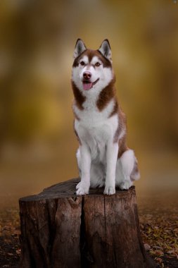 Güzel dişi köpek Husky sonbaharda kütüğün üzerinde duruyor. Kahverengi yün harika bir sonbahar tilkisi gibi görünüyor. İtaatkar köpek kütüğün üzerinde duruyor. Köpek eğitimi ve eğitimi