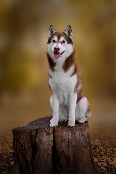 秋のブラウンウールの切り株の上に美しい女性の犬のハスキースタンドは キツネの驚くべき秋のように見えます 従順な犬が切り株の上に立っている 犬の訓練と教育 — ストック写真