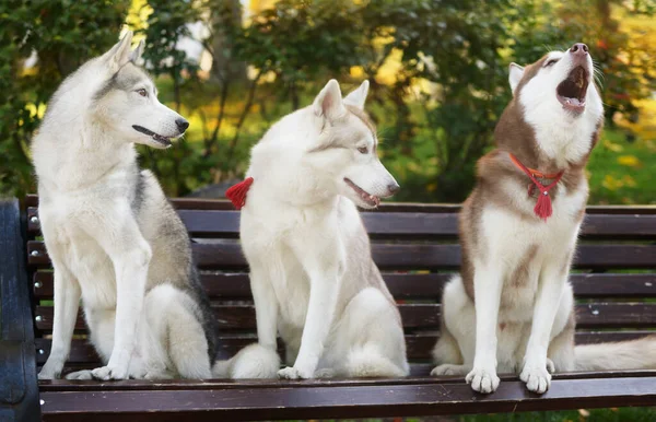 Drei Husky Hunde Sitzen Auf Einer Holzbank Herbstpark Red Chocolate — Stockfoto