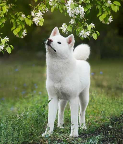 Japoński Pies Akita Inu Stoi Przeciwko Kwitnącemu Drzewu Podobnemu Kwiatów — Zdjęcie stockowe