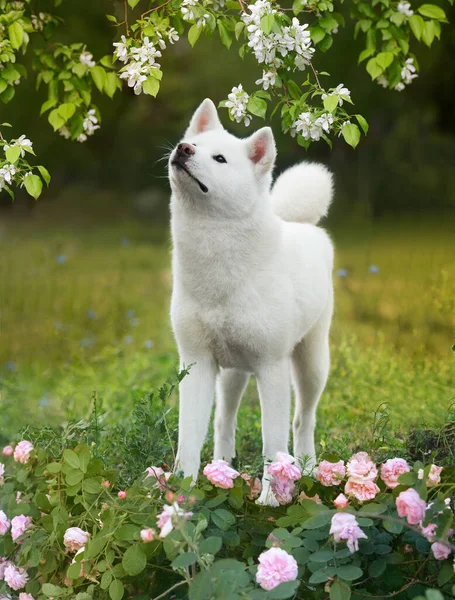 Japon Köpeği Akita Inu Kiraz Çiçeklerine Benzer Bir Çiçek Ağacının — Stok fotoğraf