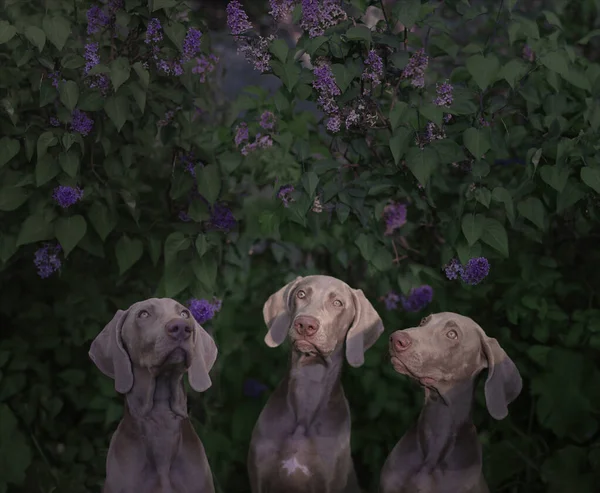 Three Romantic Dogs Weimaraner Breed Bush Blooming Flowers Lilac — Stock Photo, Image