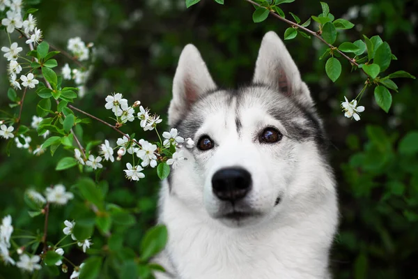 Szibériai Husky Kutya Tavaszi Virágokkal Egy Gyönyörű Szibériai Husky Kutya — Stock Fotó