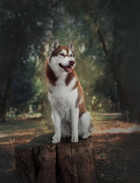 Güzel Dişi Köpek Husky Sonbaharda Kütüğün Üzerinde Duruyor Kahverengi Yün — Stok fotoğraf