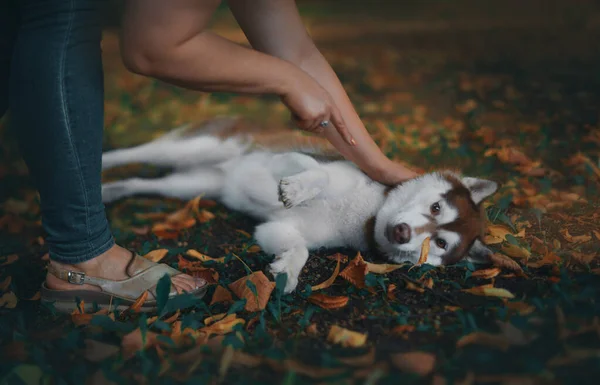 Hunderasse Husky Bestraft Liegt Herbst Laub Die Wirtin Zeigt Mit — Stockfoto