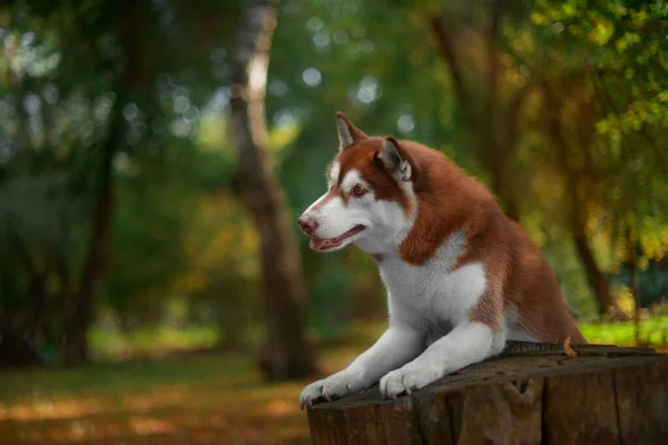 Schöne Hundebesitzerin Steht Auf Dem Baumstumpf Herbst Braune Wolle Sieht — Stockfoto