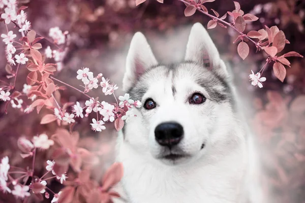 Ein Wunderschöner Sibirischer Husky Hund Schaut Uns Von Blühenden Frühlingszweigen — Stockfoto