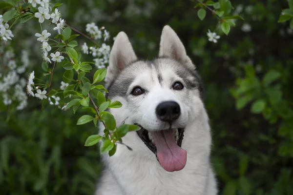 Ein Wunderschöner Sibirischer Husky Hund Schaut Uns Von Blühenden Frühlingszweigen — Stockfoto
