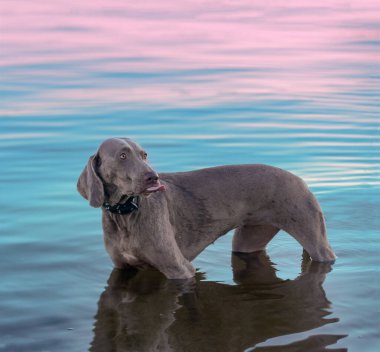 A beautiful bitch breed Weimaraner stands in the water. Early morning, dawn, fog over the river. The dog sticks out his tongue and licks