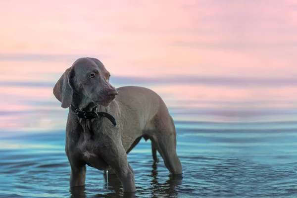 Weimaraner Fajta Elégedetlen Nősténye Kora Reggel Vízben Áll Gyönyörű Vadászkutya — Stock Fotó