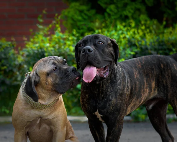 Pair Friendly Lovebirds Breed Kane Corso Sitting Park Young Dog — Stock Photo, Image