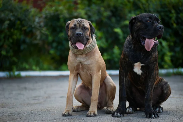 Par Tortolitos Raza Kane Corso Están Sentados Parque Joven Hermano —  Fotos de Stock