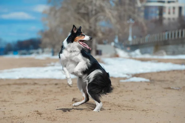 Obedient Dog Dances Its Hind Legs Vertically Sandy Beach Spring — Stock Photo, Image