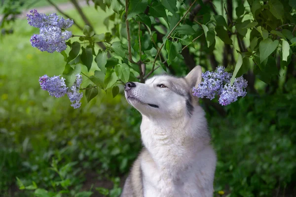 Hermoso Perro Siberiano Husky Como Lobo Sienta Arbustos Lila Floreciendo —  Fotos de Stock
