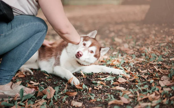 Dog breed husky punished lies in the foliage in the fall The landlady points her finger at the naughty dog Dog education