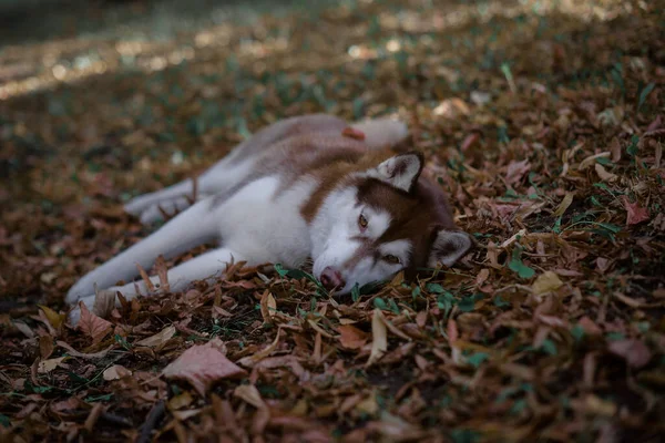 Kırmızı Çikolatalı Köpek Yavrusu Sibirya Köpekleri Güz Yapraklarında Yatar Eğitimli — Stok fotoğraf