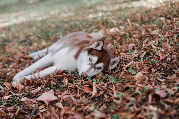 Chien Race Chocolat Rouge Husky Sibérien Trouve Dans Feuillage Automne — Photo