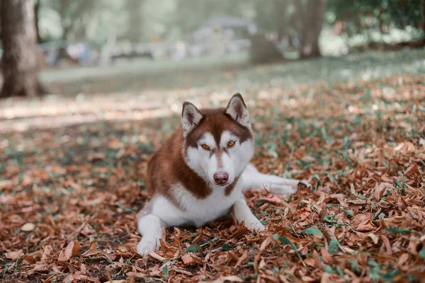 Rote Schokolade Hunderasse Siberian Husky Liegt Herbstlaub Schöne Hundehündin Trainiert — Stockfoto