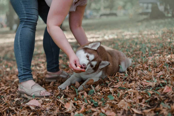 Hunderasse Husky Bestraft Liegt Herbst Laub Die Wirtin Zeigt Mit — Stockfoto