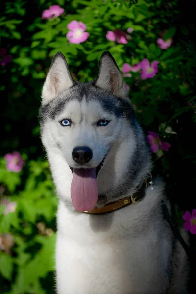 Krásný Pes Husky Křoví Kvetoucí Jarní Růženíportrét Husky Psa Profilu — Stock fotografie