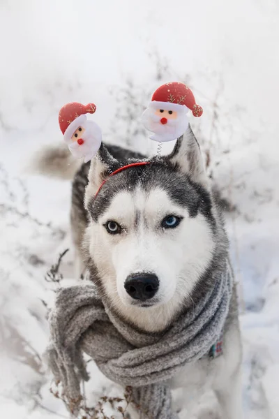 祭りの犬はサンタクロースとカーニバルの耳の中の雪の中でオオカミに似たシベリアのハスキーを繁殖冬の日はクリスマスと新年を祝います — ストック写真