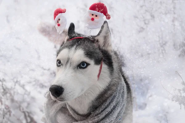 Festliche Hunderasse Sibirischer Husky Ähnlich Einem Wolf Schnee Karnevalsohren Mit — Stockfoto