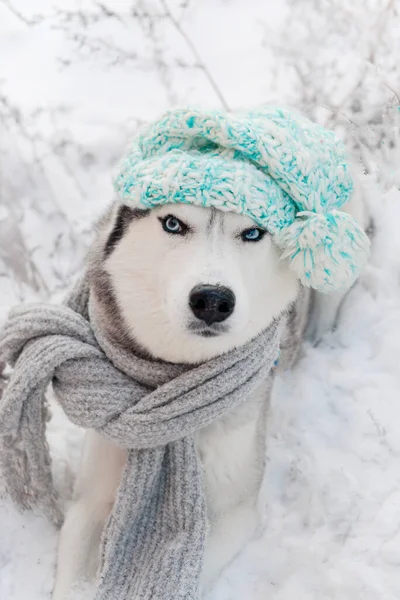 Hondenras Siberische Husky Met Blauwe Ogen Wintermuts Sjaal Nieuwjaar Kersthond — Stockfoto