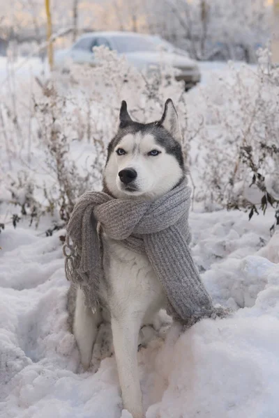 Hunderasse Sibirischer Husky Mit Blauen Augen Winterschal Neujahr Und Weihnachten — Stockfoto