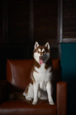 Dişi kurt köpek, bir stüdyoda ya da ofiste deri kahverengi bir koltukta oturur. Tilkiye benzeyen koyu renkli, koyu renkli, kırmızı, iri yapılı bir köpeğin güzel bir fotoğrafı.
