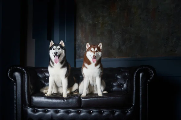 Stüdyodaki Siyah Deri Koltukta Oturan Iki Dişi Köpek Güzel Bir — Stok fotoğraf