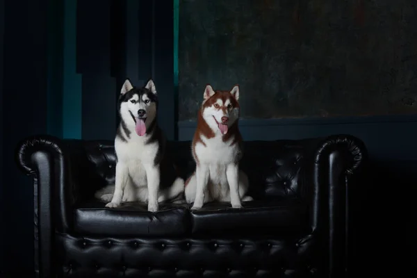 Dos Hembras Perros Husky Sientan Sofá Cuero Negro Estudio Hermosa — Foto de Stock