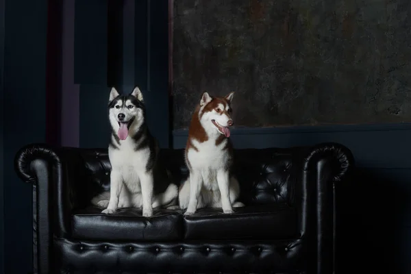 Zwei Huskyhündinnen Sitzen Auf Einer Schwarzen Ledercouch Studio Schönes Foto — Stockfoto