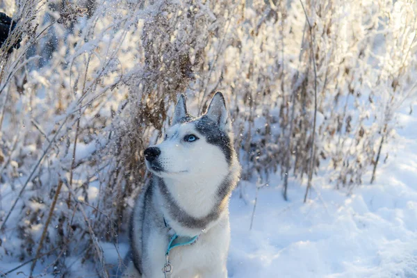 Raça Husky Cão Caminha Floresta Nevada Inverno Uma Tarde Ensolarada — Fotografia de Stock