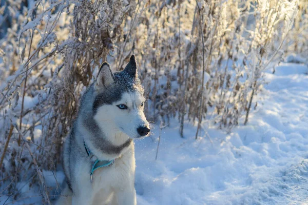 Hond Husky Ras Wandelingen Winter Besneeuwd Bos Een Zonnige Middag — Stockfoto