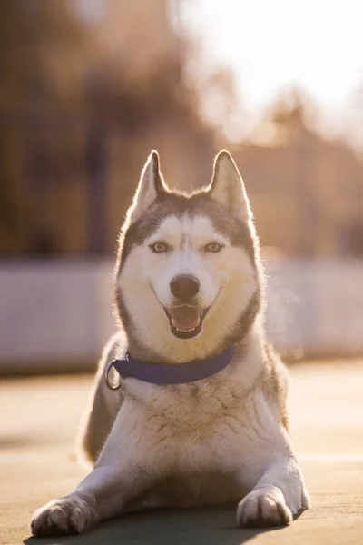 Αρσενικό Πορτρέτο Husky Στο Ηλιοβασίλεμα Βράδυ Λυκόφως Όμορφο Πορτρέτο Του — Φωτογραφία Αρχείου