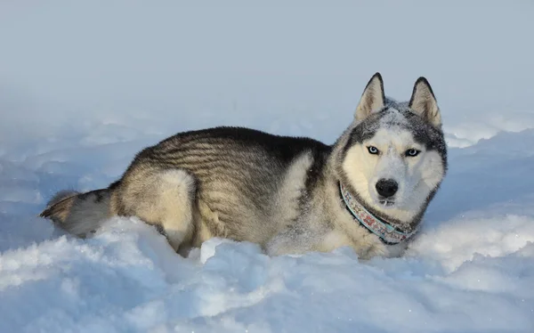 Gyönyörű Hím Kutya Fajta Szibériai Husky Fekete Fehér Kék Szemekkel — Stock Fotó