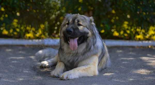 Portret Van Een Prachtig Pluizig Hondenras Kaukasische Herder Hond Ligt — Stockfoto