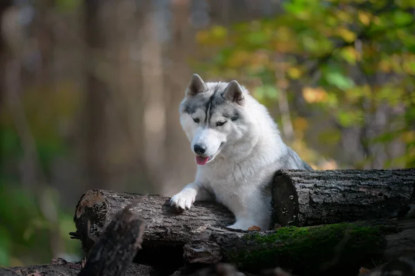 美しい灰色の雌犬が倒木の上に横たわる秋の森の中の丸太切木の幹を持つ狼に似た犬の肖像 — ストック写真