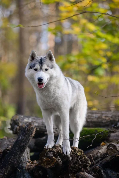 Piękna Siwa Samica Husky Dog Stoi Ściętych Kłodach Jesiennym Lesie — Zdjęcie stockowe