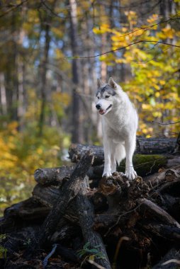 Gri dişi köpek sonbahar ormanında kesilmiş kütüklerin üzerinde duruyor. Kesilmiş ağaç gövdeleri olan kurda benzeyen bir köpeğin portresi.