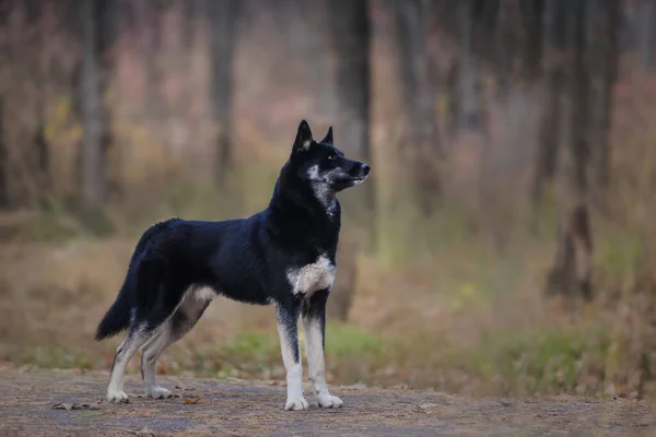 Husky Gyönyörű Sport Fekete Kutya Áll Ősszel Erdő Kutya Ritka — Stock Fotó