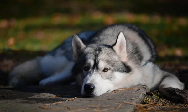 Traurig Schöne Hunderasse Siberian Husky Liegt Herbst Grey Siberian Husky — Stockfoto