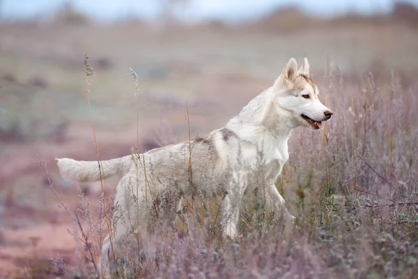 Perro Cachorro Paseos Primavera Otoño Los Campos Hierbas Hermoso Perro —  Fotos de Stock