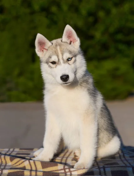 可爱的多眼哈士奇小狗在环形狗灰色绒毛与不同颜色的眼睛 美丽的哈士奇小狗坐在夏天 — 图库照片