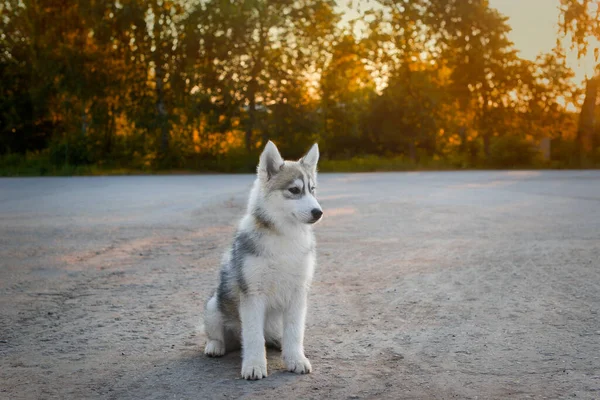 Küçük Gri Beyaz Dişi Sibiryalı Köpek Yavrusu Akşamları Dışarıda Gün — Stok fotoğraf