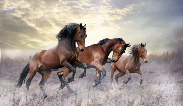 A herd of three horses jumps on the field in winter Colorful horses run through the snow in snowfall